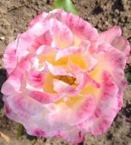 double delight rose dec 2011